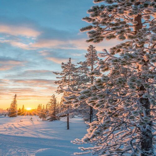 Winter Morning