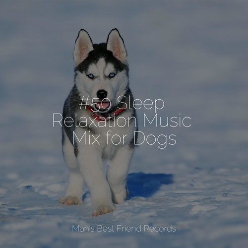 #50 Sleep Relaxation Music Mix for Dogs_poster_image