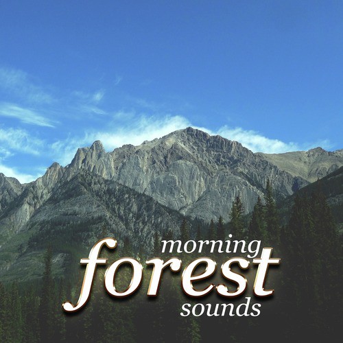Morning Forest Sounds