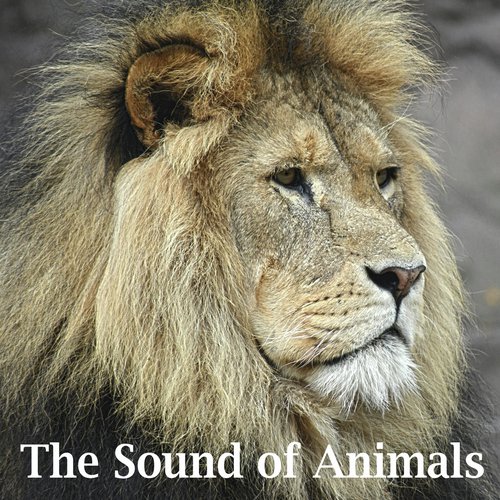 Zebras cover art