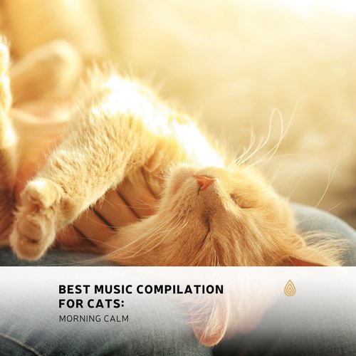 Best Music Compilation for Cats: Morning Calm