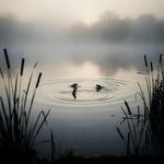 Foggy Lake Study Rain artwork
