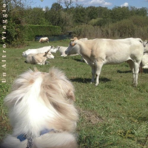 Peter's Song cover art