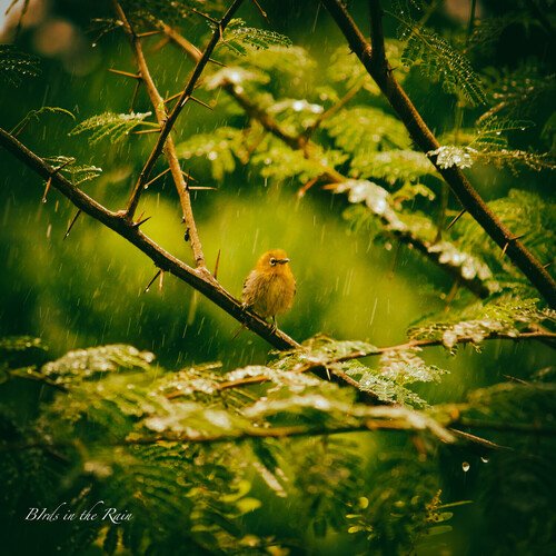 BIrds in the Rain