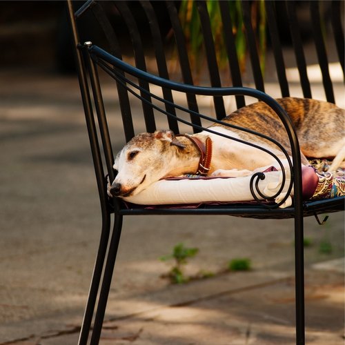 Focus Melodies for Dogs for Complete Chilling Out