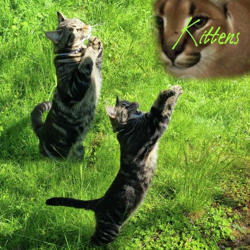 Kittens cover art
