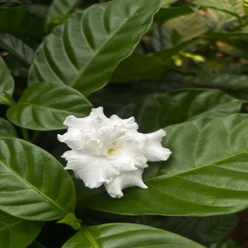 Niayyaka Mukkabula