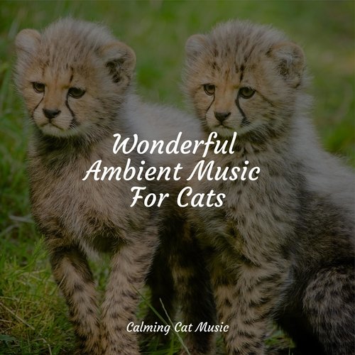 Wonderful Ambient Music For Cats_poster_image