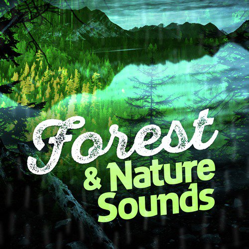 Forest &amp; Nature Sounds_poster_image