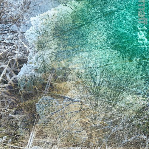 Narcissi cover art