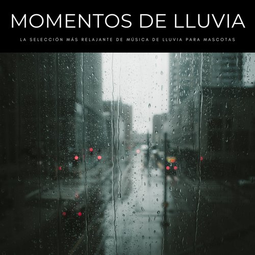 Momentos De Lluvia: La Selección Más Relajante De Música De Lluvia Para Mascotas