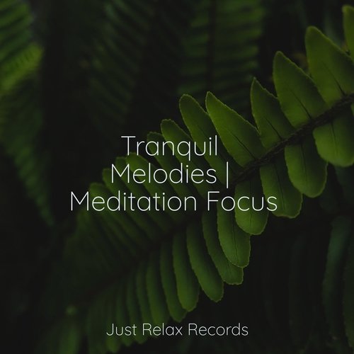 Tranquil Melodies | Meditation Focus