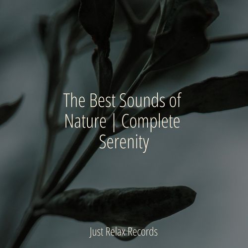 The Best Sounds of Nature | Complete Serenity