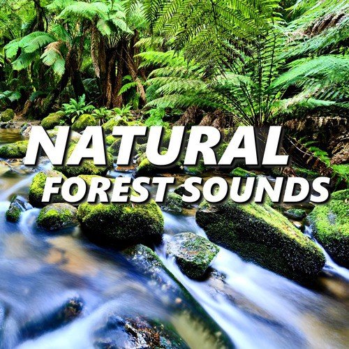 Comfy Natural Rainforest Sounds