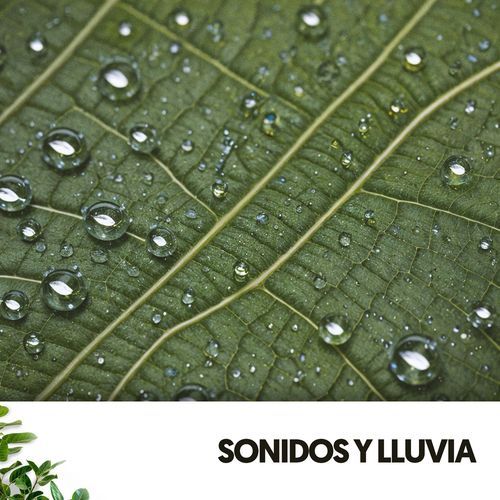 Sonidos y Lluvia: Melodías acuáticas de la naturaleza_poster_image