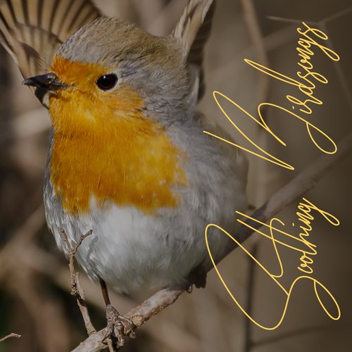 Nature Morning Alarm Ringtones cover art