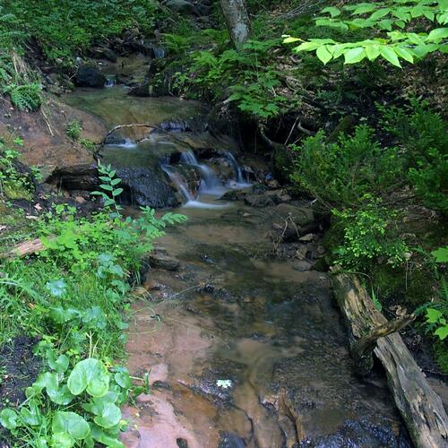 Chorus And Simple Vibing Notes for a walk in the woods