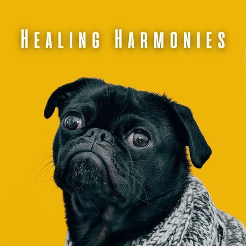 Healing Harmonies: Chill Music for Restful Dogs_poster_image