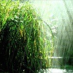 Relaxing Forest Rain