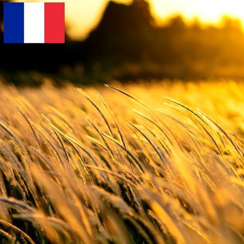 Vent Soufflant dans l'Herbe