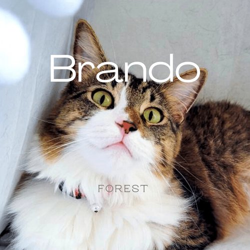 Brando cover art