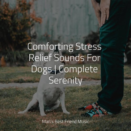 Comforting Stress Relief Sounds For Dogs | Complete Serenity_poster_image