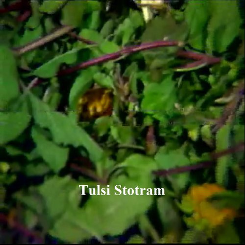 Tulsi Stotram