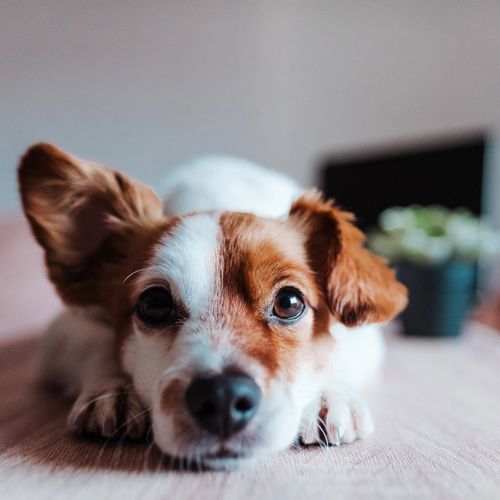 Dog Calming Soundtrack cover art