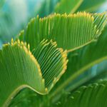 The Oblivion Sanctuary