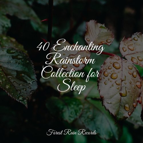 40 Enchanting Rainstorm Collection for Sleep