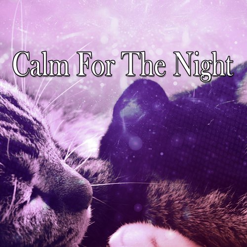 Calm For The Night_poster_image