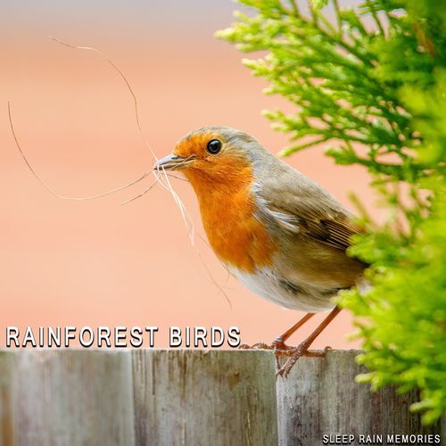 Cozy Bird Sounds ASMR Instant Relaxing For Babies cover art