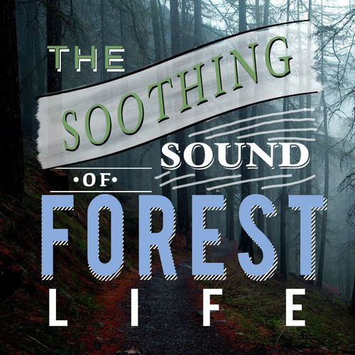 The Soothing Sound of Forest Life_poster_image