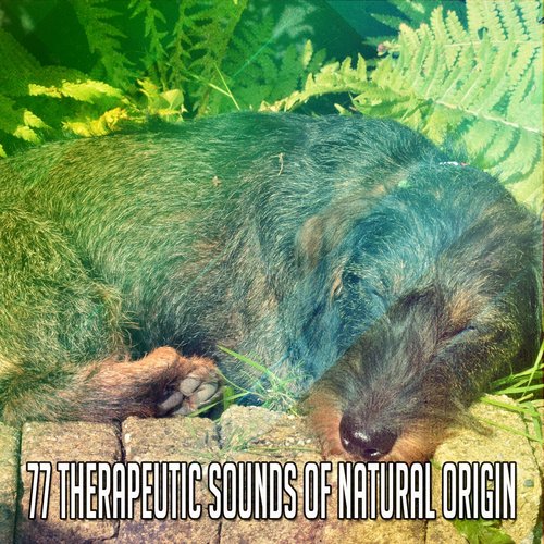 77 Therapeutic Sounds Of Natural Origin