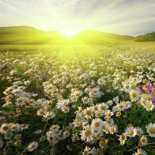 Daisies