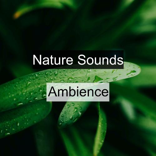 Nature Sounds Ambience