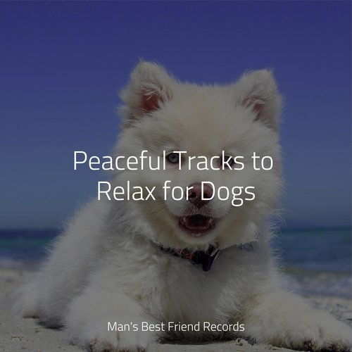 Peaceful Tracks to Relax for Dogs_poster_image