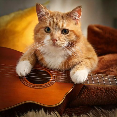 Guitar Cozy Cat