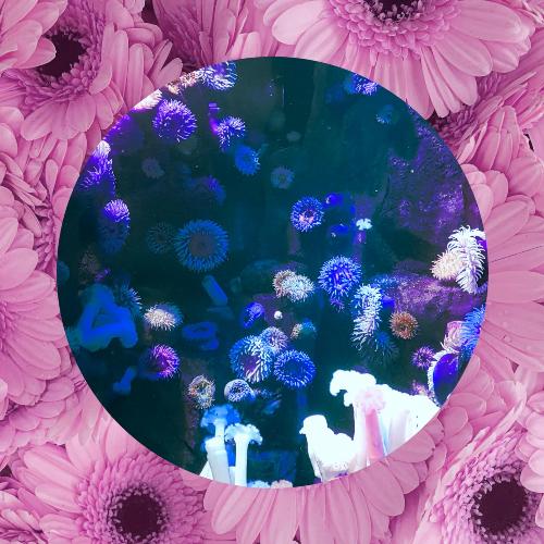 Octopus cover art