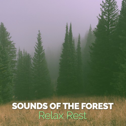Sounds of the Forest: Relax Rest