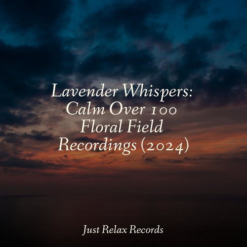 Lavender Whispers: Calm Over 100 Floral Field Recordings (2024)