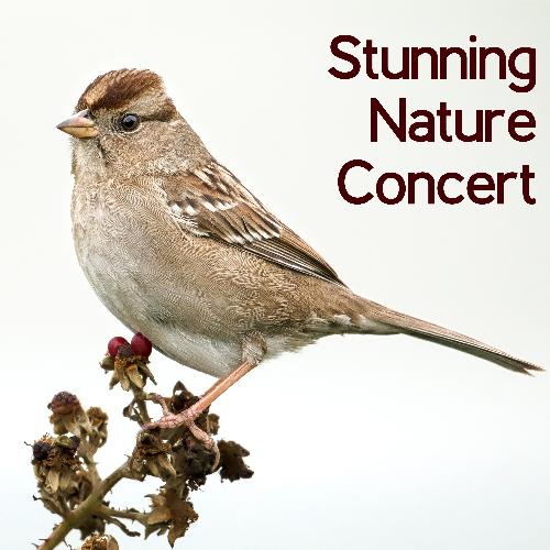 Stunning Nature Concert – Piano & Birds Sounds Collection, Mother Nature, Healing Therapy, Water & Rain, Woodland Escape, Feel Better with Amazing New Age Music, Relaxation