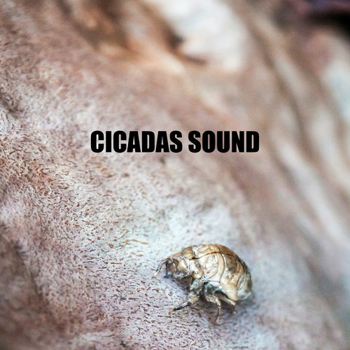 Sakaida Bug - Loopable, No Fade