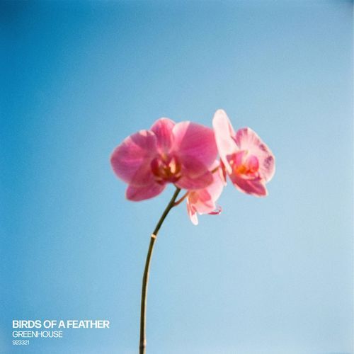 Birds of a Feather (Chill House Version - sped up)