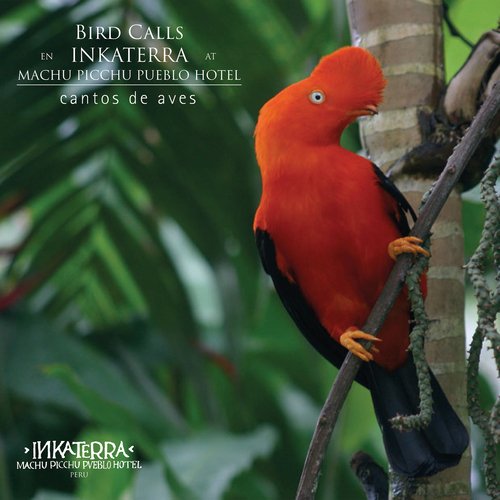 Trepatroncos Montano (Lepidocolaptes lacrymiger) cover art