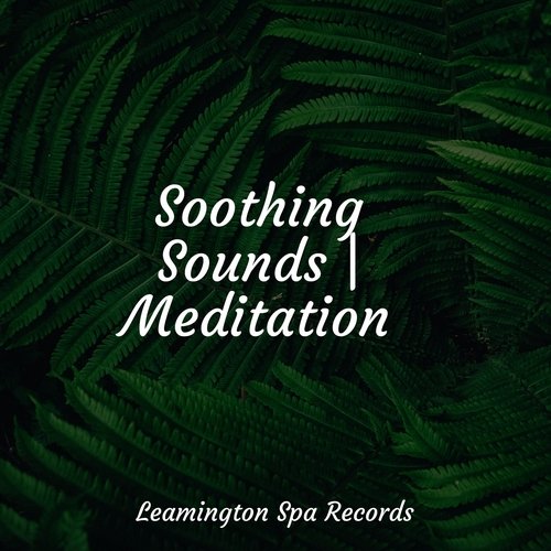 Soothing Sounds | Meditation