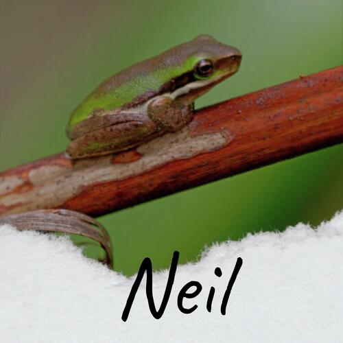 Neil cover art