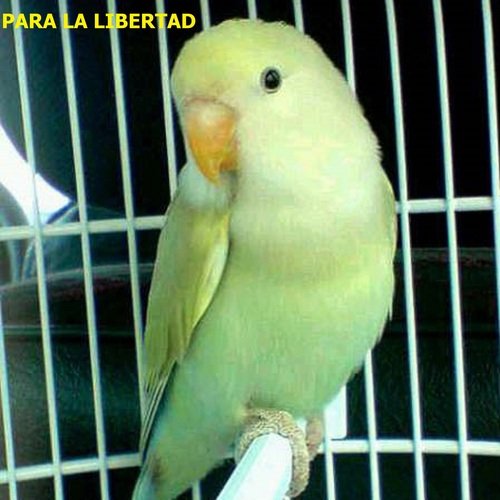 Para la Libertad cover art