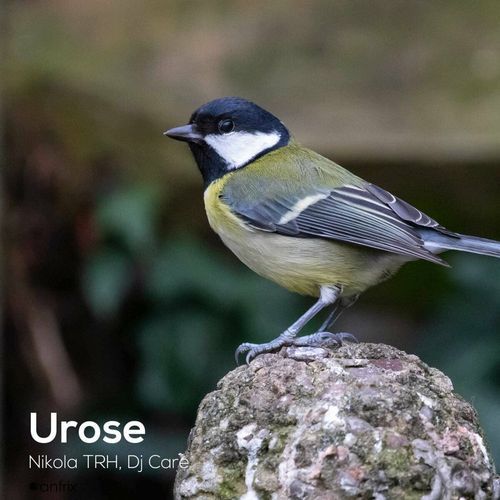 Urose cover art