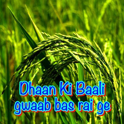 Dhaan ki Baali Gwaab Bas Rai Ge